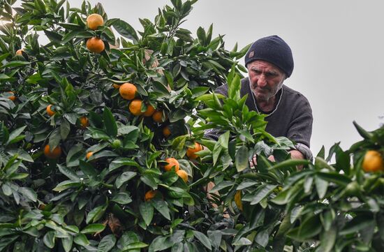 Сбор урожая мандаринов в Абхазии