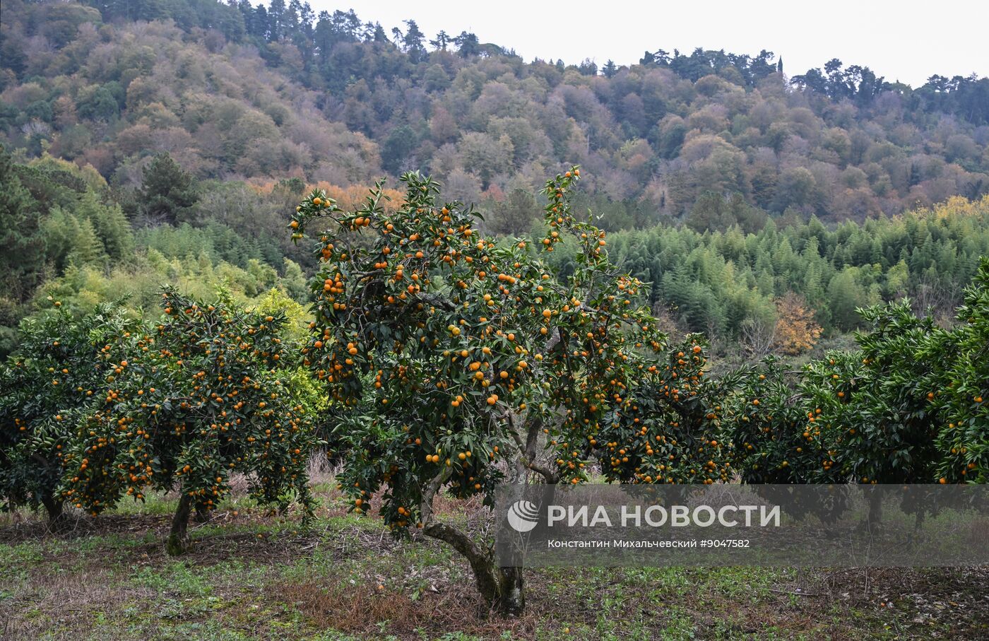 Сбор урожая мандаринов в Абхазии