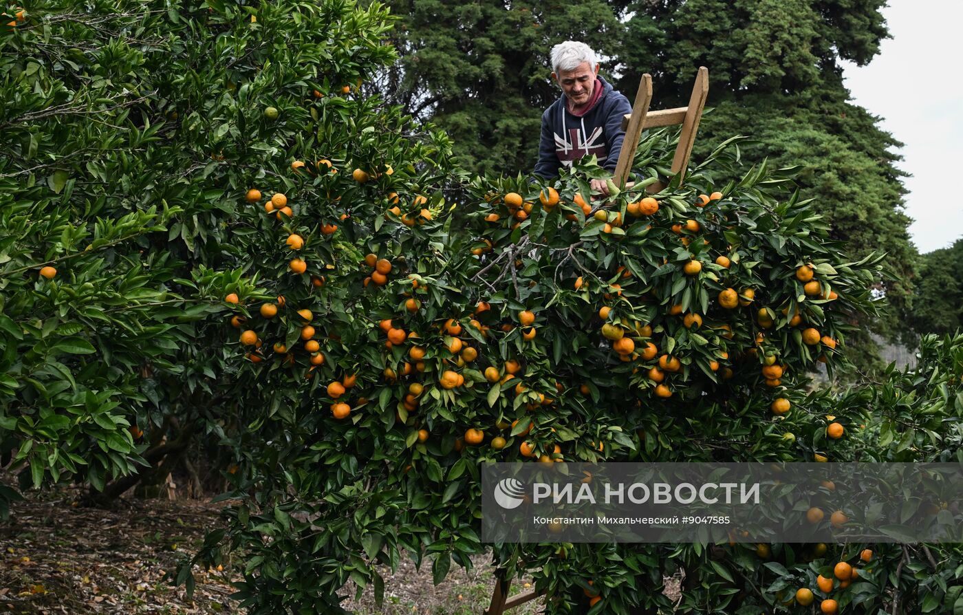 Сбор урожая мандаринов в Абхазии
