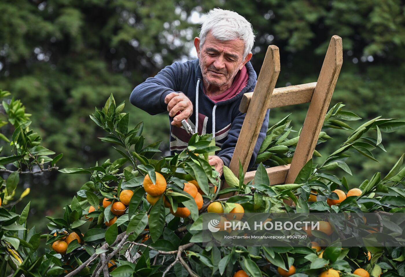 Сбор урожая мандаринов в Абхазии
