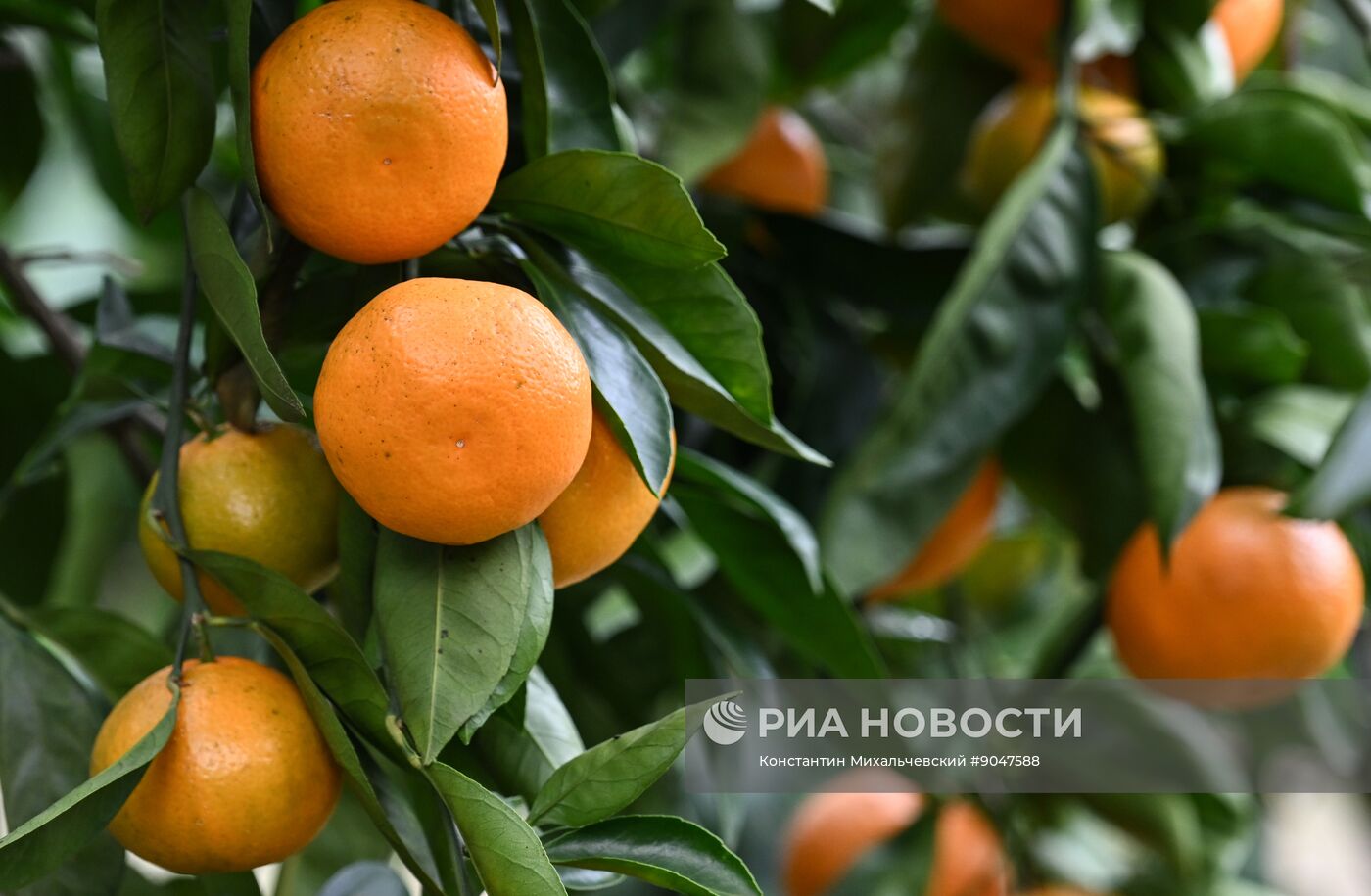 Сбор урожая мандаринов в Абхазии