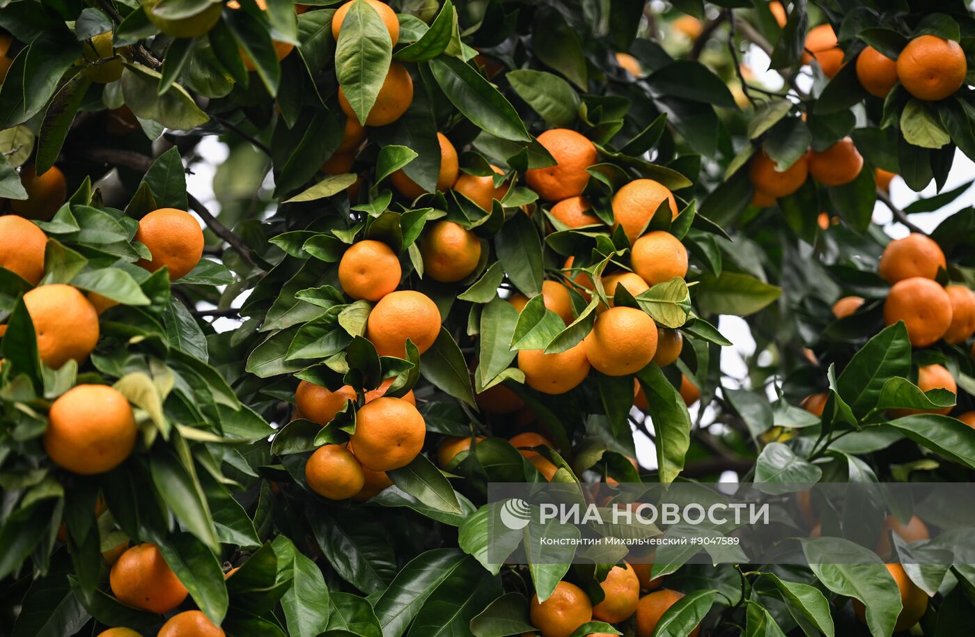 Сбор урожая мандаринов в Абхазии