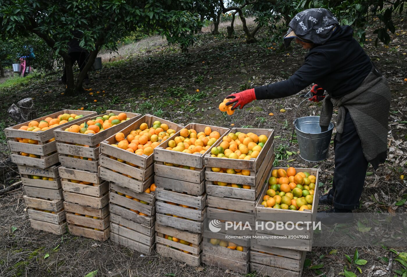 Сбор урожая мандаринов в Абхазии
