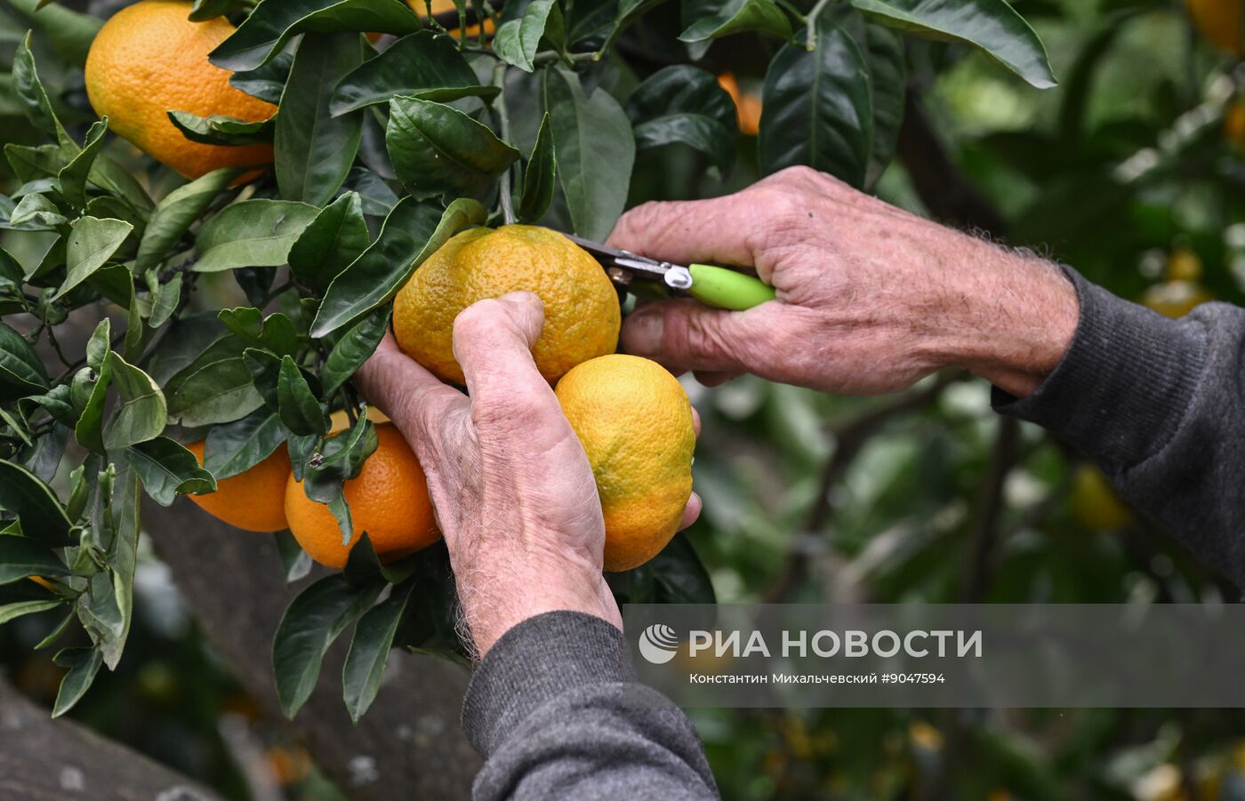 Сбор урожая мандаринов в Абхазии