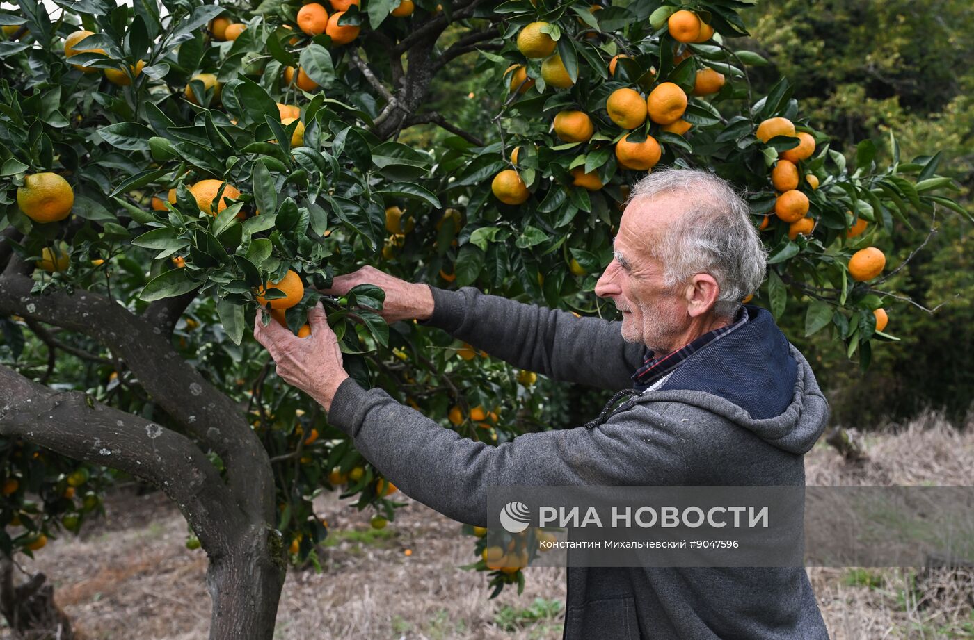 Сбор урожая мандаринов в Абхазии