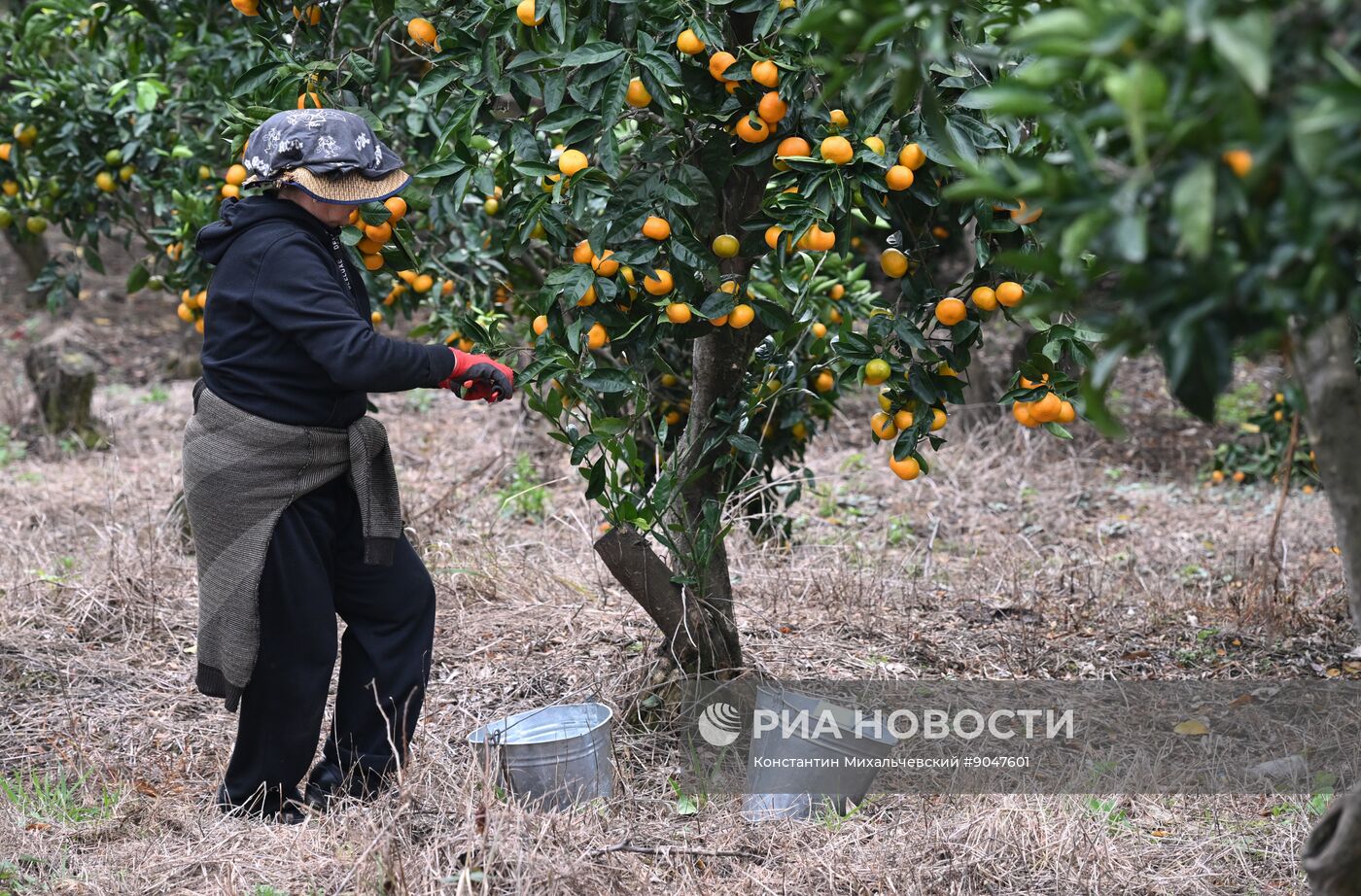 Сбор урожая мандаринов в Абхазии