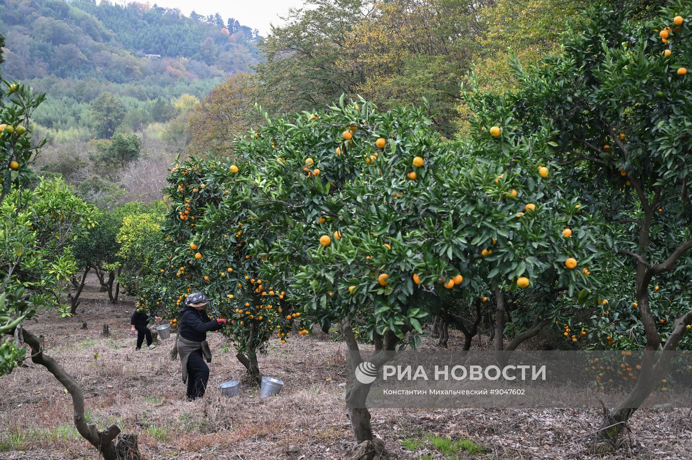 Сбор урожая мандаринов в Абхазии