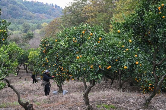Сбор урожая мандаринов в Абхазии