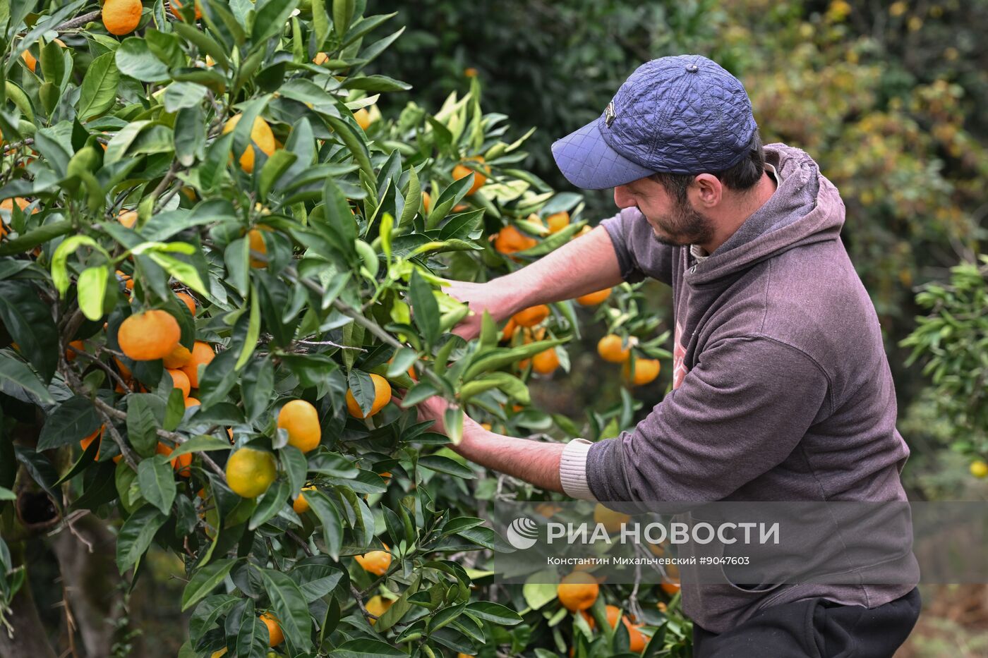 Сбор урожая мандаринов в Абхазии