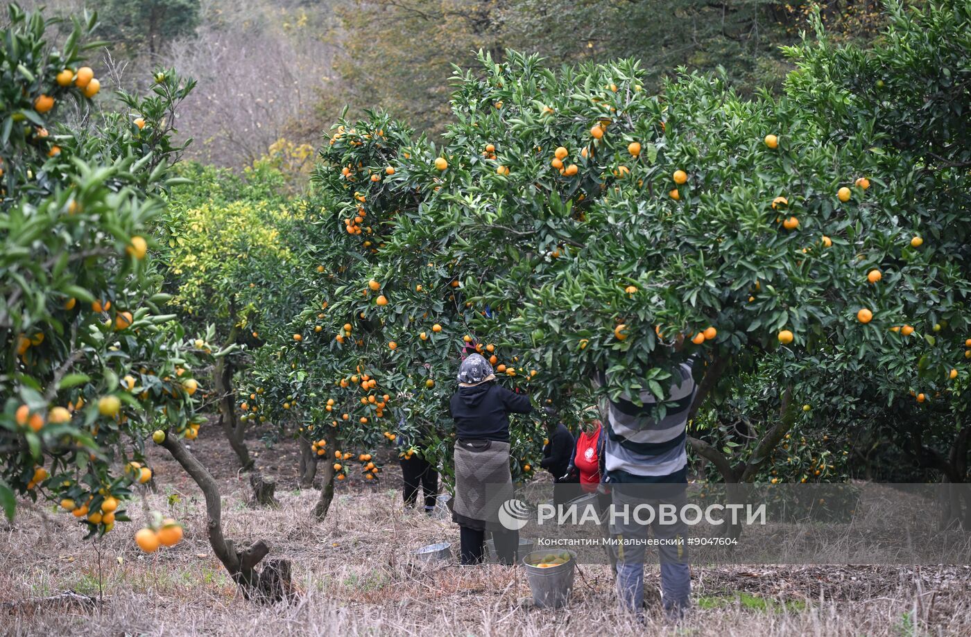 Сбор урожая мандаринов в Абхазии
