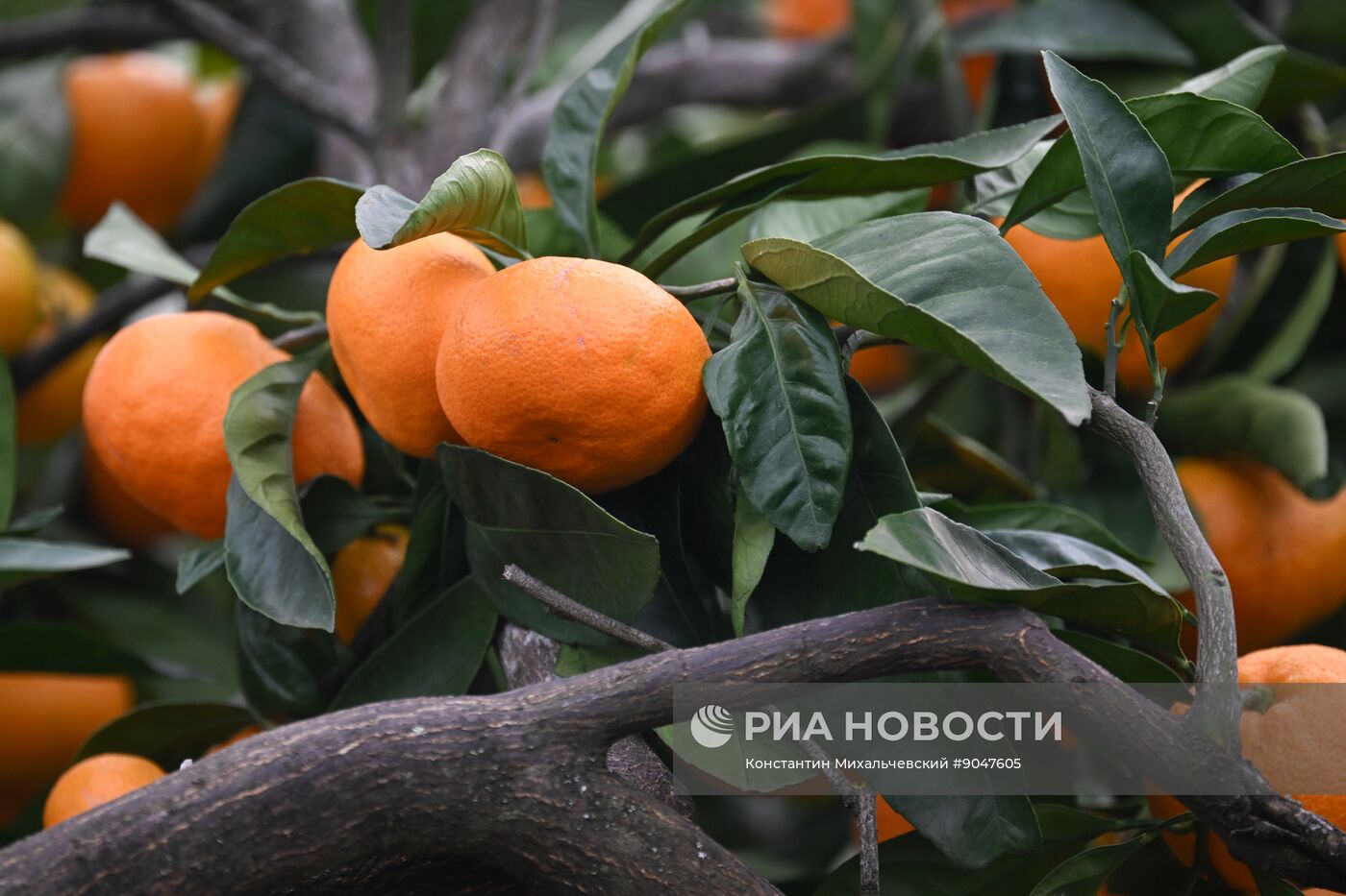 Сбор урожая мандаринов в Абхазии