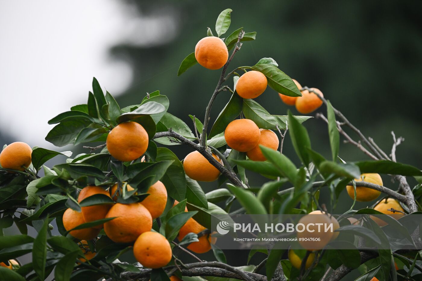 Сбор урожая мандаринов в Абхазии