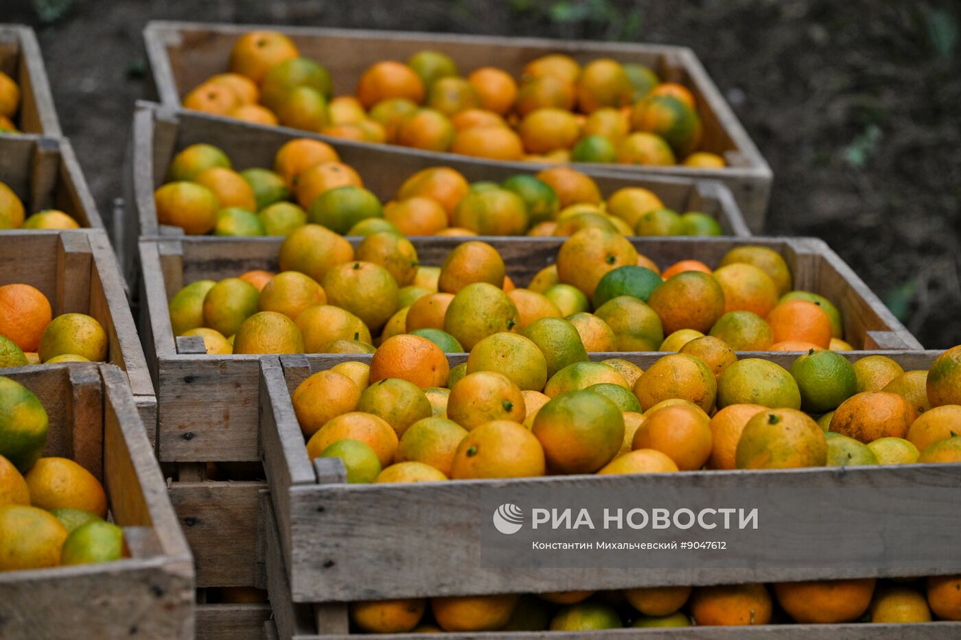 Сбор урожая мандаринов в Абхазии