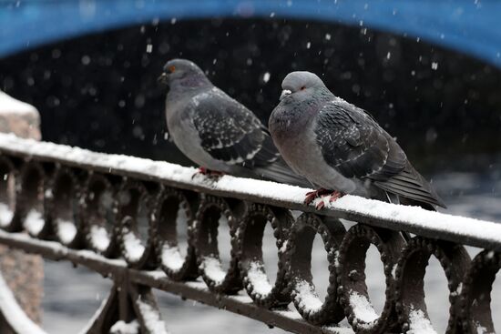 Снег в Санкт-Петербурге