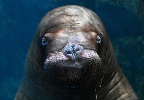 День моржа в Приморском океанариуме