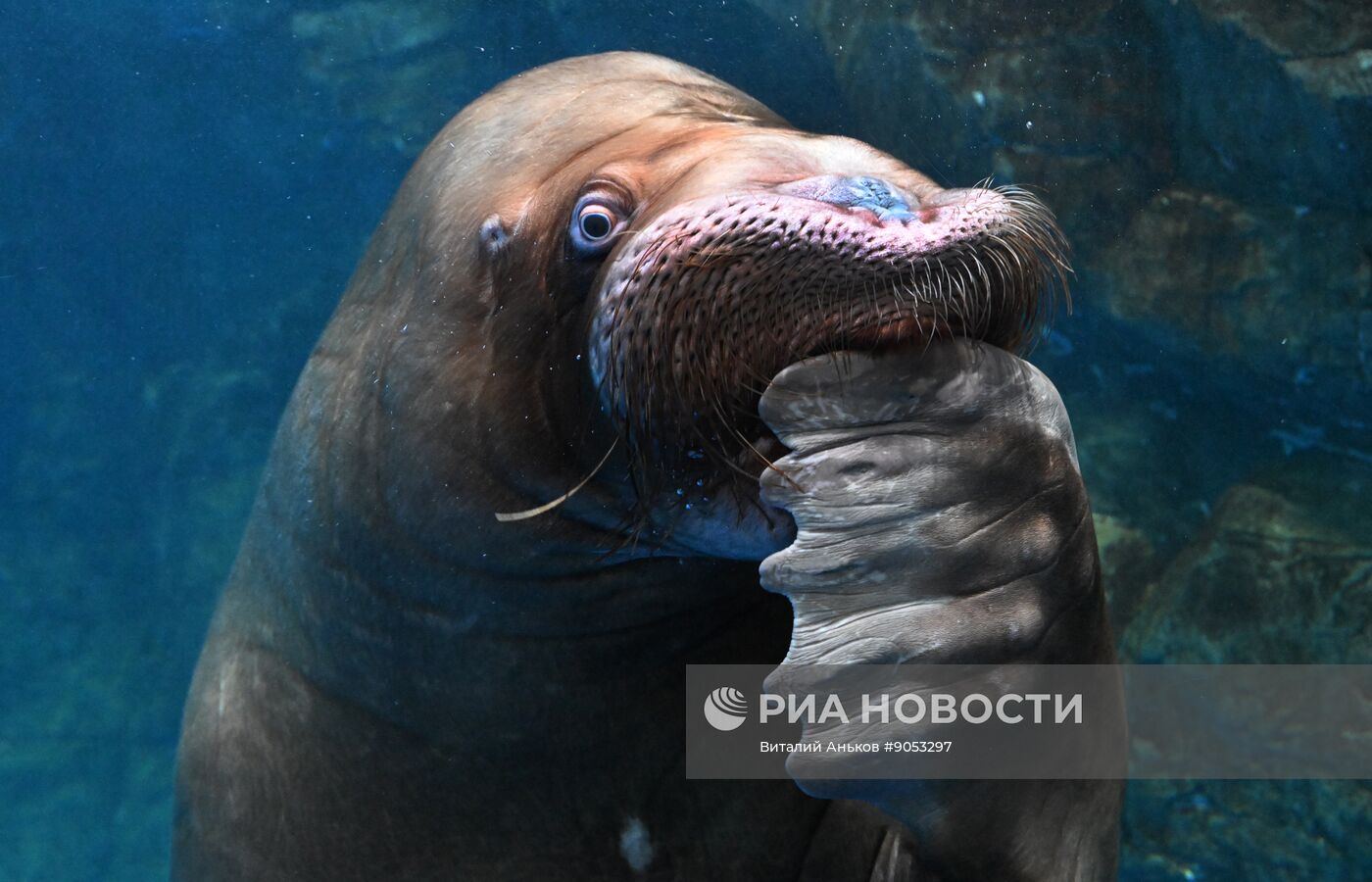 День моржа в Приморском океанариуме