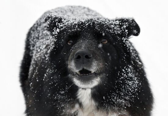 Снежная погода в Красноярском крае