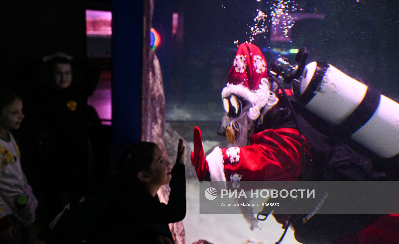 Погружение Деда Мороза к подводной новогодней ёлке