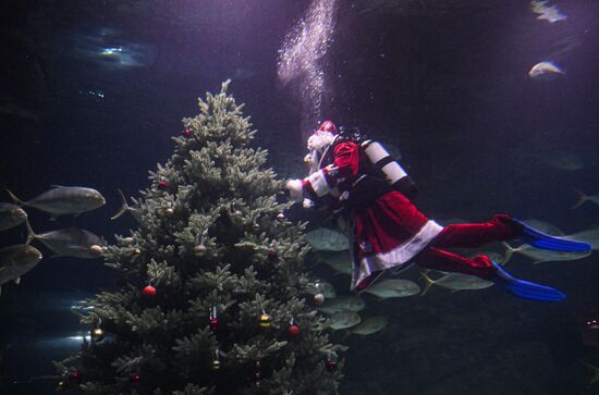 Подводный новогодний перформанс в "Москвариуме" на ВДНХ