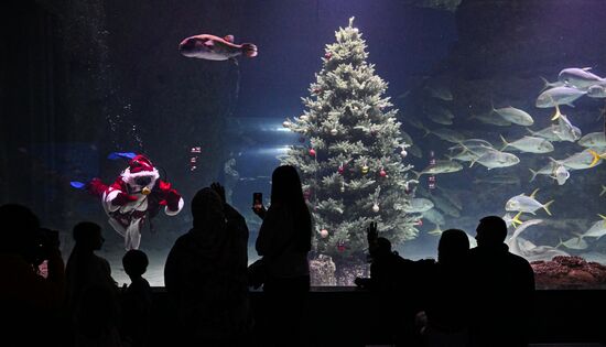 Подводный новогодний перформанс в "Москвариуме" на ВДНХ