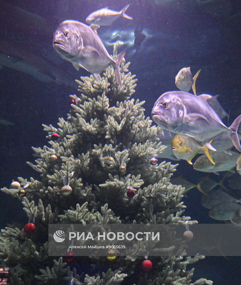 Подводный новогодний перформанс в "Москвариуме" на ВДНХ
