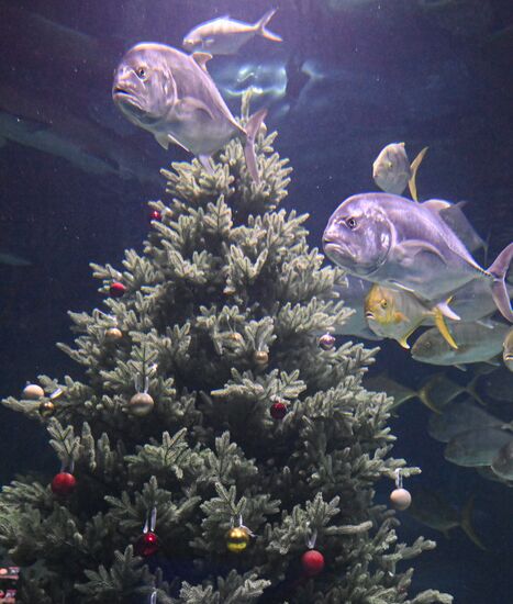 Подводный новогодний перформанс в "Москвариуме" на ВДНХ
