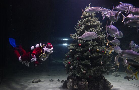 Подводный новогодний перформанс в "Москвариуме" на ВДНХ