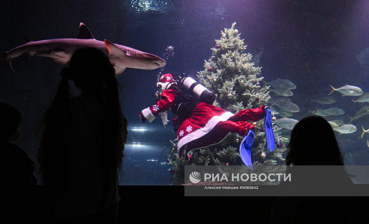 Подводный новогодний перформанс в "Москвариуме" на ВДНХ