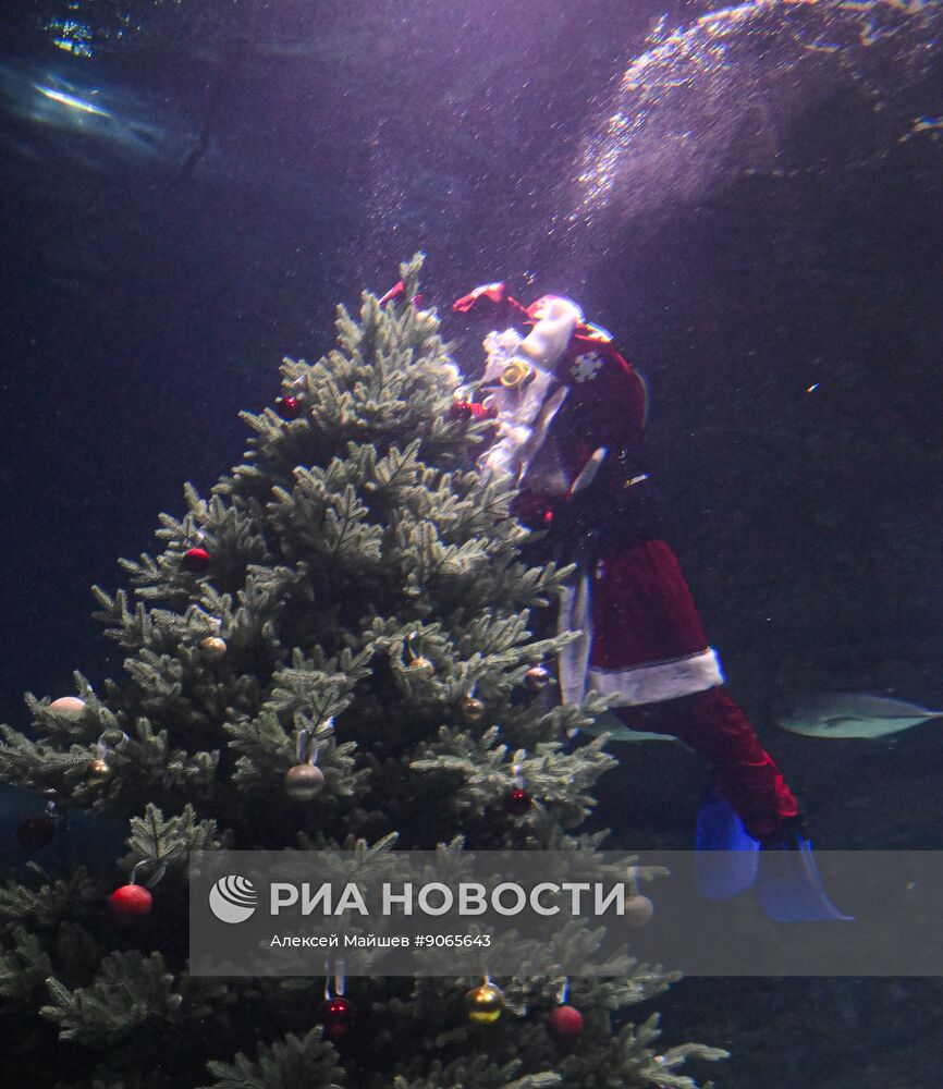 Подводный новогодний перформанс в "Москвариуме" на ВДНХ