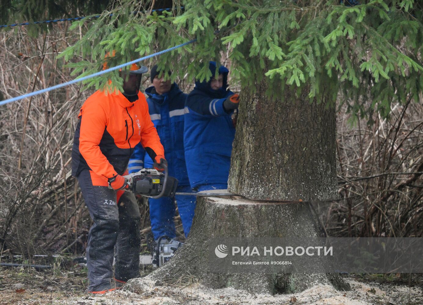 Рубка главной новогодней ели