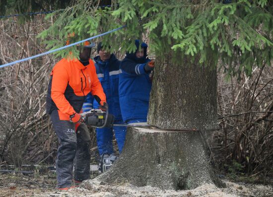 Рубка главной новогодней ели
