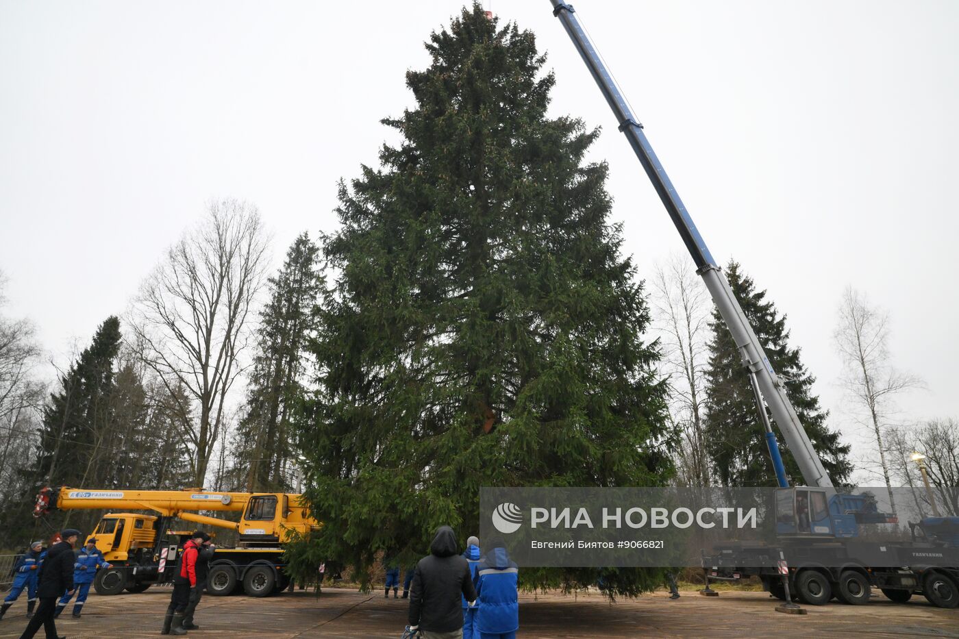 Рубка главной новогодней ели