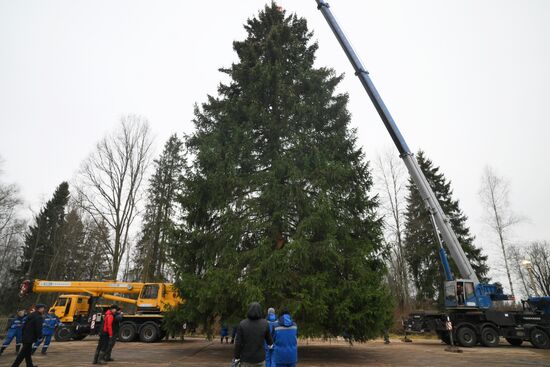 Рубка главной новогодней ели