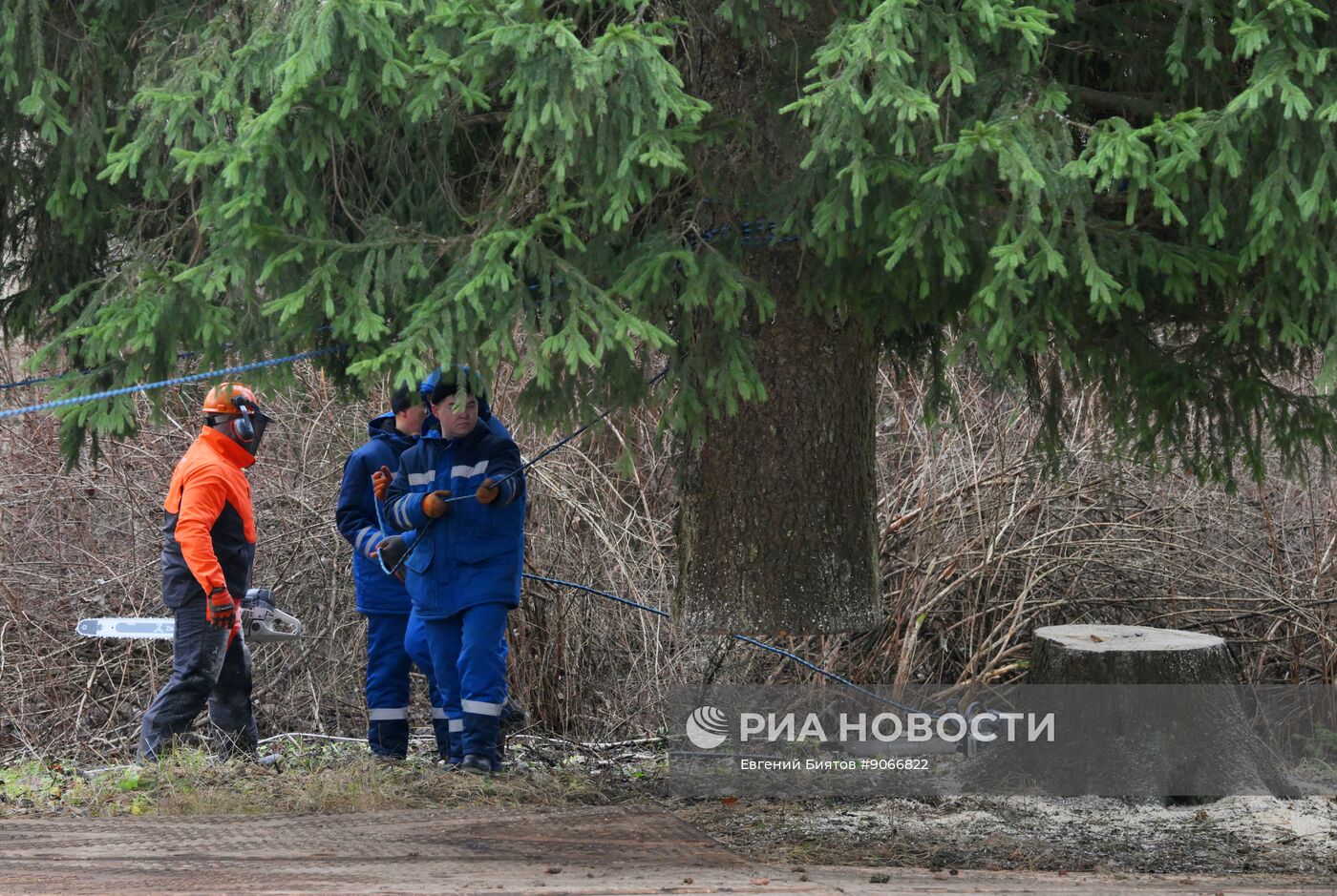 Рубка главной новогодней ели
