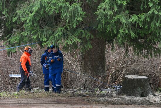 Рубка главной новогодней ели