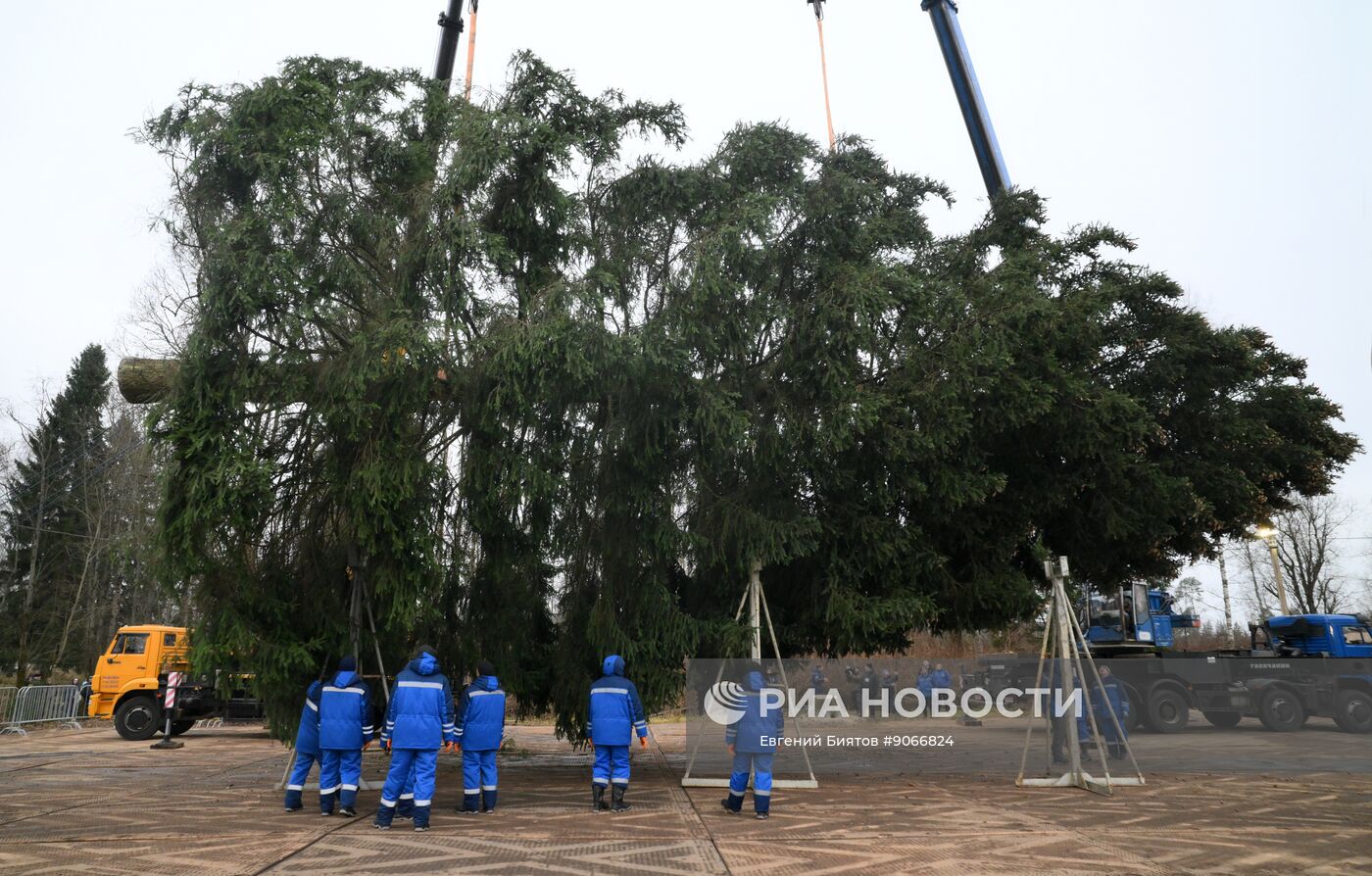Рубка главной новогодней ели