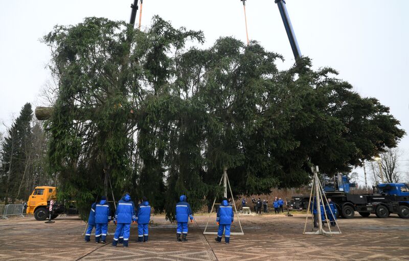 Рубка главной новогодней ели