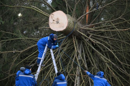 Рубка главной новогодней ели