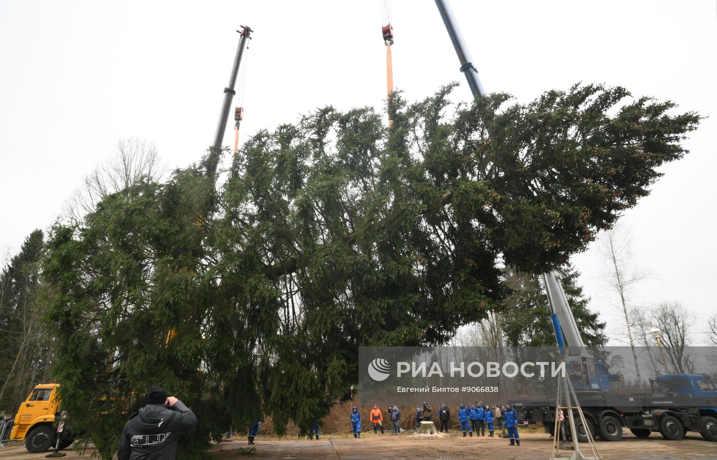 Рубка главной новогодней ели