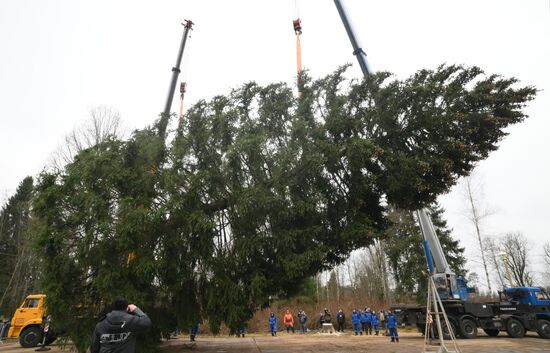 Рубка главной новогодней ели