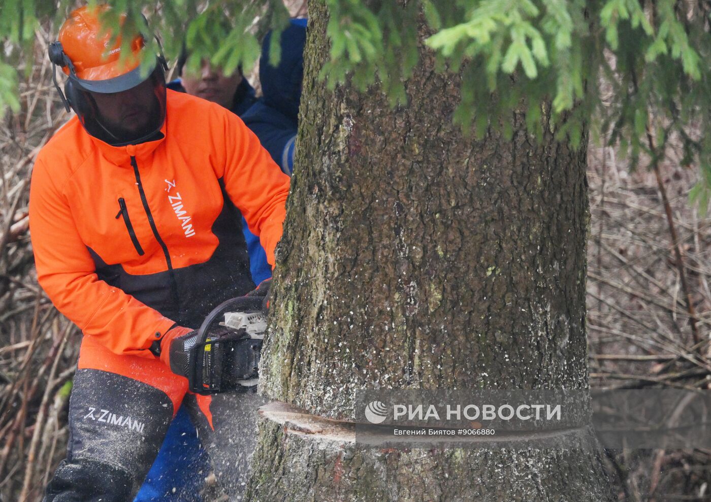 Рубка главной новогодней ели