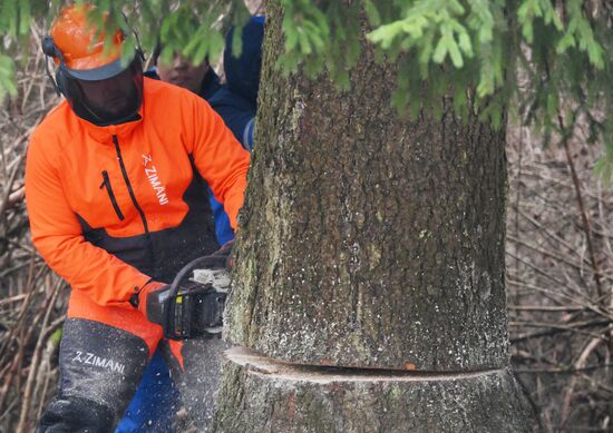 Рубка главной новогодней ели