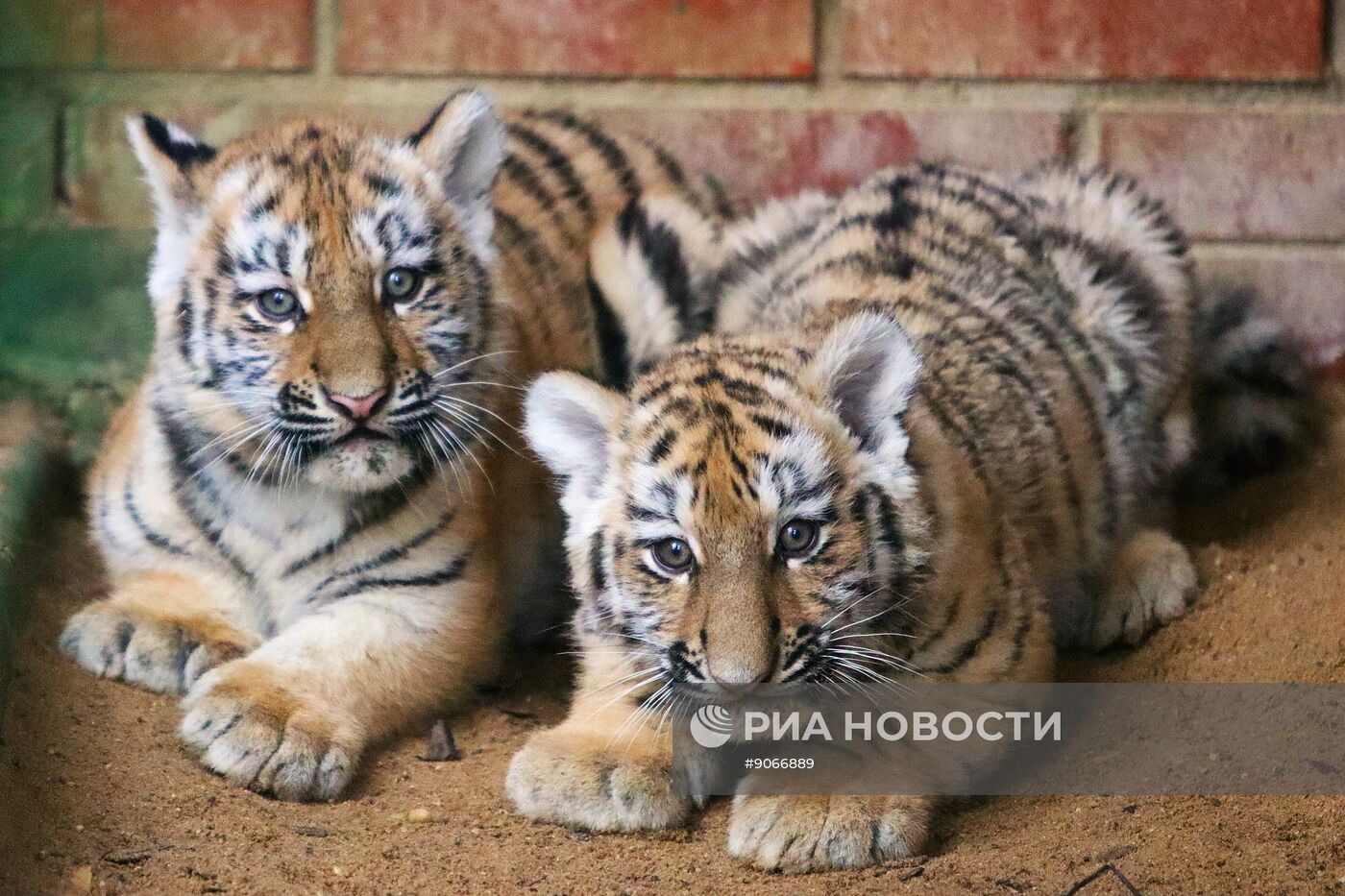 В Московском зоопарке родились два амурских тигренка