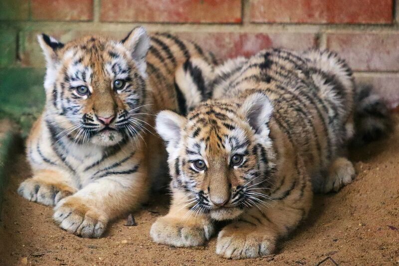 Малыши российских зоопарков