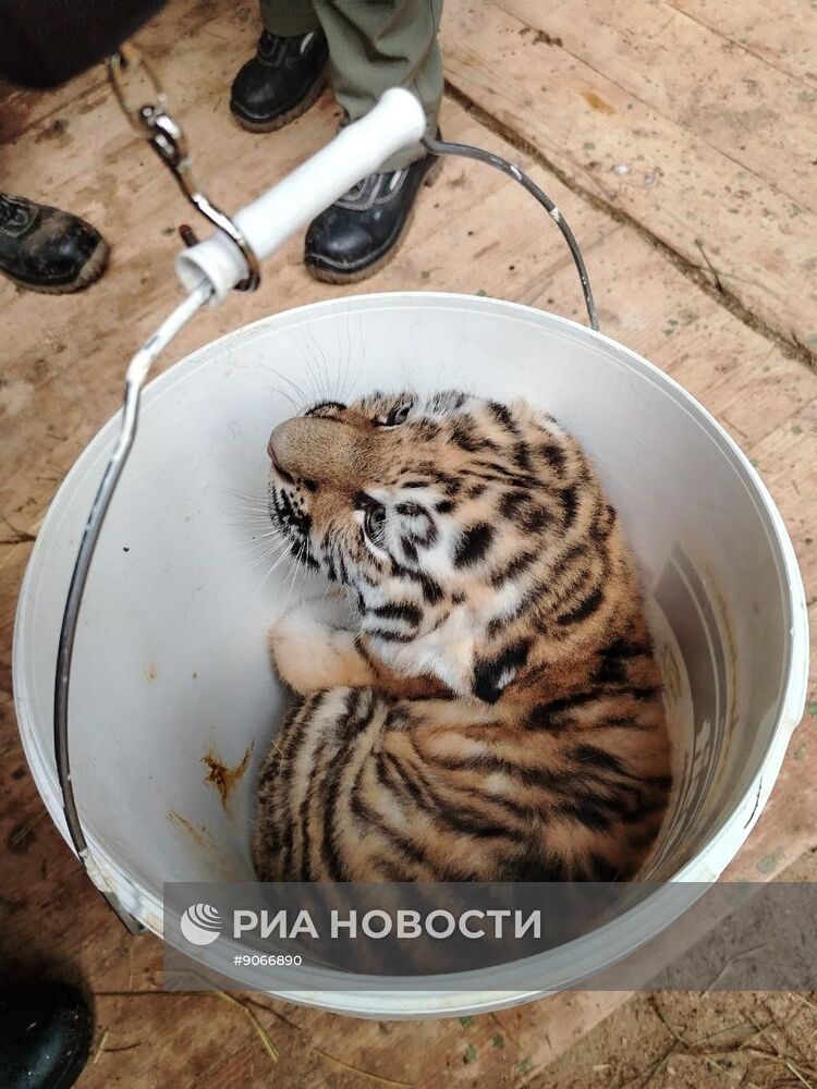 В Московском зоопарке родились два амурских тигренка