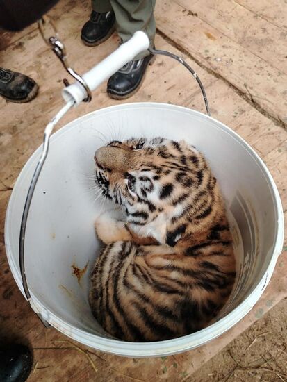 В Московском зоопарке родились два амурских тигренка