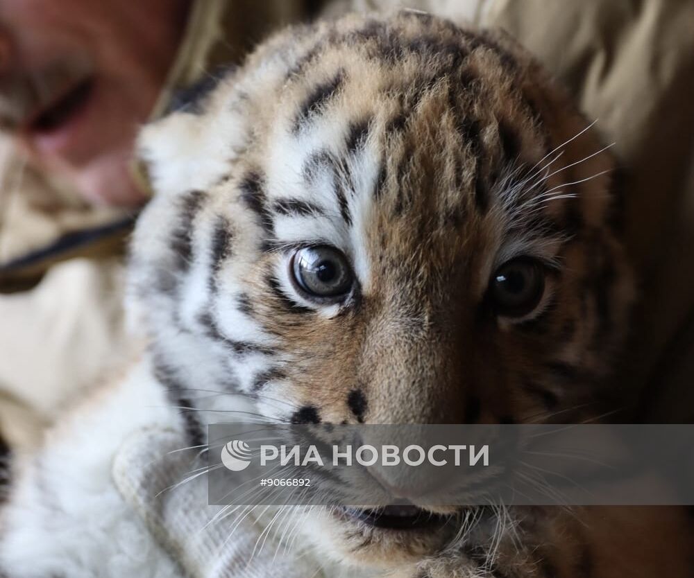 В Московском зоопарке родились два амурских тигренка