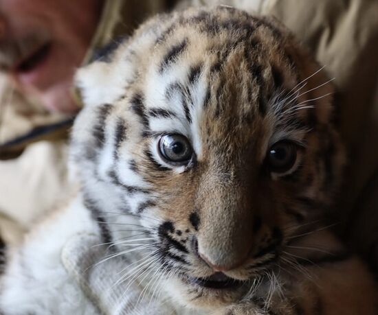 В Московском зоопарке родились два амурских тигренка