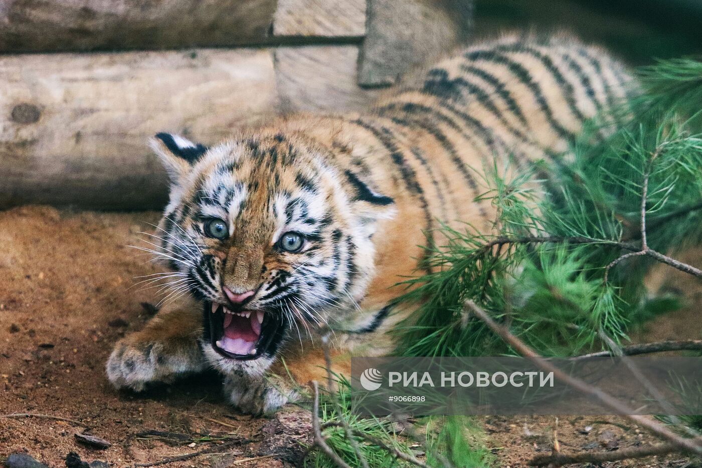В Московском зоопарке родились два амурских тигренка