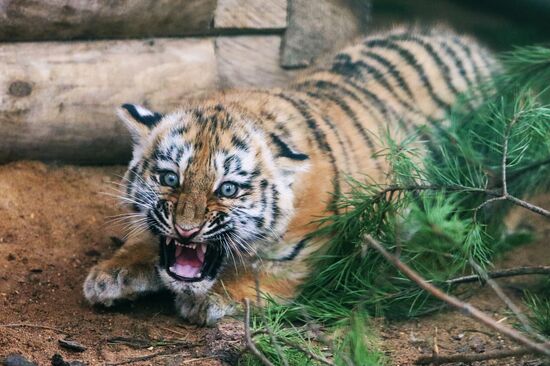 В Московском зоопарке родились два амурских тигренка